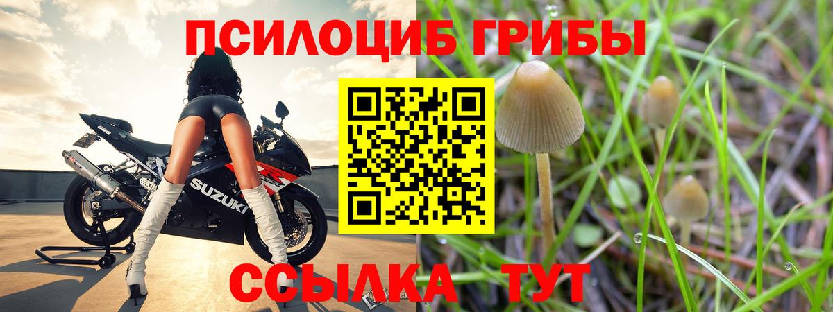 Сибай  купить наркотики цена  Псилоцибиновые грибы мухоморы  Вход с VPN  Псилоцибиновые грибы Psilocybine cubensis 